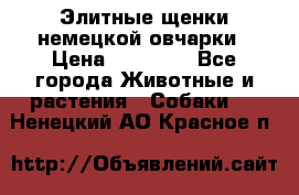 Элитные щенки немецкой овчарки › Цена ­ 30 000 - Все города Животные и растения » Собаки   . Ненецкий АО,Красное п.